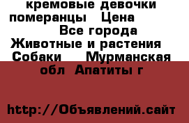 кремовые девочки померанцы › Цена ­ 30 000 - Все города Животные и растения » Собаки   . Мурманская обл.,Апатиты г.